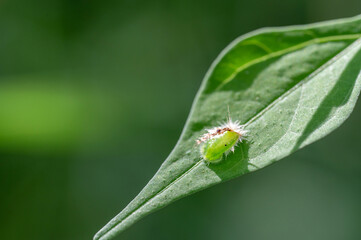 Tortoise Beetle larva wearing old head sheds
