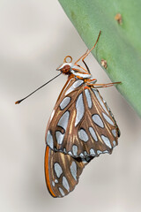 Gulf Fritillary (Dione vanillae) on prickly pear cactus