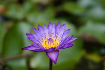Close up of bright purple lotus with blur background.