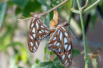 Gulf Fritillary (Dione vanillae) mating after emergence