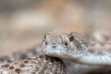 Western Diamondback Rattlesnake (Crotalus atrox)