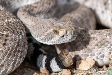 Western Diamondback Rattlesnake (Crotalus atrox) with broken rattle