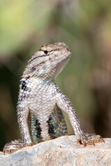 Desert Spiny Lizard (Sceloporus magister)