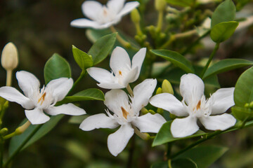 A closeup shot of Asian snow jasmine, Thai jasmine or Wrightia antidysenterica (Coral Swirl) flowers on day light. Also known as Tellicherry Bark or Snow Flake flower