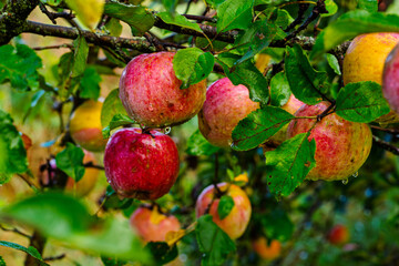 Ripe Red and Yellow Apples on a Branch Covered with Raindrops in an Orchard