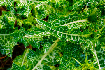 Vibrant Green and White Variegated Leaves of Milk Thistle Plant Close-up
