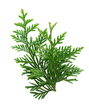 Thuja branch isolated on white background. Branch of green orientalis leaves. Clipping path.