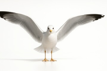 Seagull head on with wings fully extended in perfect symmetry tack sharp eyes and feather detail on white