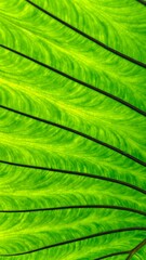 Close-up of a vibrant green taro leaf, showcasing its intricate vein patterns and lush texture. The leaf's surface is illuminated, highlighting its natural beauty.