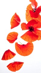 Close-up of vibrant red, papery petals of multiple flowers, some detached, against a stark white backdrop creating a delicate composition