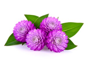 Close-up of vibrant purple flowers with green foliage against white