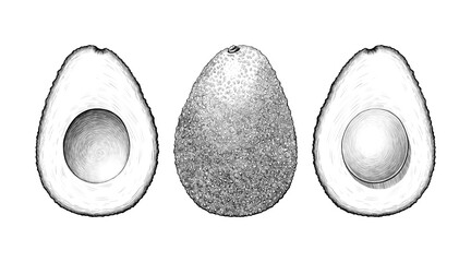 Set of Avocado hass fruit Graphic line art Pencil sketch on white background Exotic plant