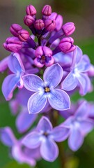 Obraz premium Close-up of Lilac Flowers in Bloom - A Springtime Delight.
