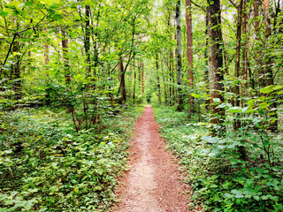 Dirt path leading through a dense, lush green forest.