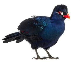 Glossy, vibrantly colored bird with red beak and eye markings