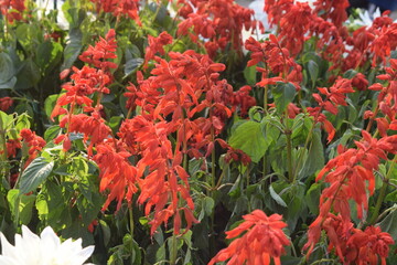 Beautiful multicolour fresh flowers shown at Noida Flower show held at Delhi NCR every year, Fresh flowers and green natural herbs at annual flower show