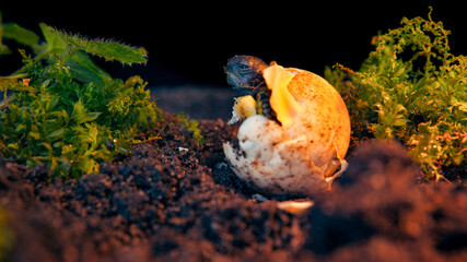 Baby turtle in a wildlife conservation center hatchery for monitoring prior to release into the wild