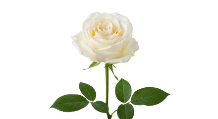 Obraz premium Elegant White Rose With Green Leaves On Black Background