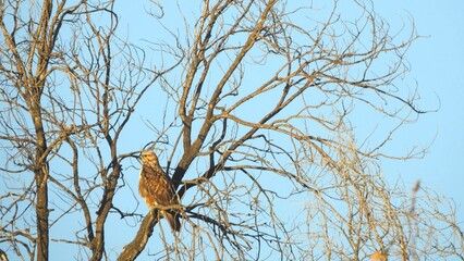 Buzzard perched on tree scanning surroundings in search of prey. Wildlife behavior scene showing the start of a hunt. Part of a photo series on bird interaction.