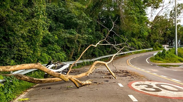 The road is blocked by a fallen tree after a strong wind. The motorcycle can't proceed further; a speed limit sign is visible on the asphalt.