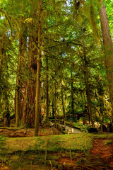 Wooden fenced boardwalk through the ancient dense green rainforest in summer, among tall fires and ferns. Cathedral Grove park, Vancouver Island, BC, Canada.
