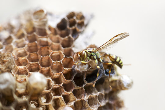 Diligent yellow jacket wasp carefully builds honeycomb nest. macro view of an insect creating hive in nature. Wildlife photography showing wild animal working