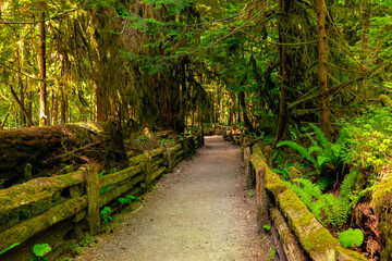 Wooden fenced boardwalk through the ancient dense green rainforest in summer, among tall fires and ferns. Cathedral Grove park, Vancouver Island, BC, Canada.