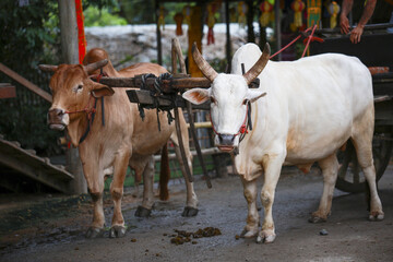 Two calm and patient oxen, one white and one brown, stand yoked together, attached to traditional...