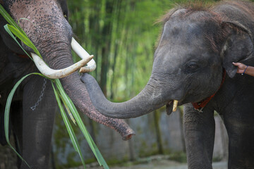 Affectionate baby elephant reaches its trunk toward its mother eating green grass. This heartwarming wildlife scene shows strong family bond in natural jungle habitat