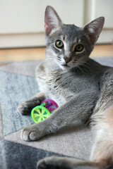 Portrait of a young Abyssinian cat. The cat was playing with a toy.