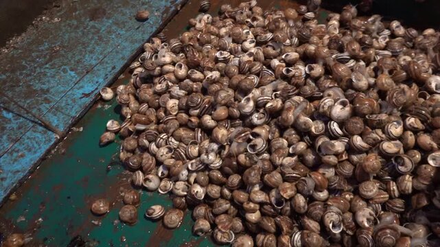 Sousse, Tunisia A pile of edible snails or escargots  for sale in the souk.