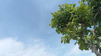 Obraz premium Green Canopy Against a Bright Blue Sky: Nature's Simple Beauty