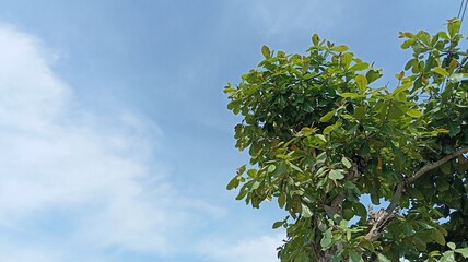 tree branches against blue sky