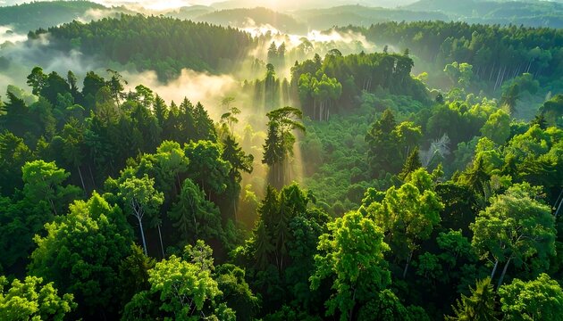 Aerial view of a lush, verdant forest bathed in morning sunlight, with rays of light penetrating the misty canopy