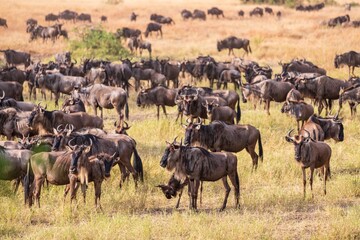 Great Migration: Massive Wildebeest Herd Gathering on the African Plains, Serengeti, Tanzania