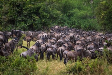 Great Migration: Massive Wildebeest Herd Gathering on the African Plains, Serengeti, Tanzania