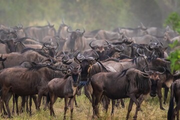 Great Migration: Massive Wildebeest Herd Gathering on the African Plains, Serengeti, Tanzania