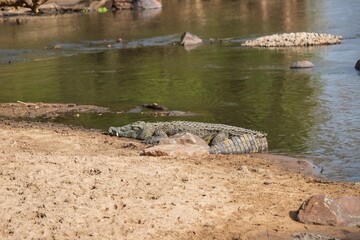 The Silent Threat: Nile Crocodile Basking on the Riverbank