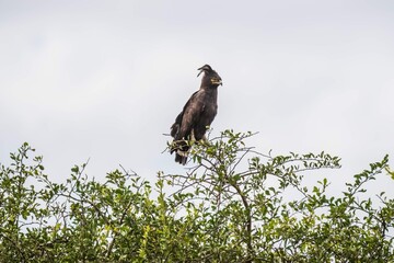 Long-crested Eagle: The Crowned Predator of the African Savannah