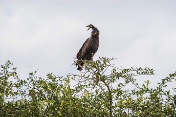 Long-crested Eagle: The Crowned Predator of the African Savannah