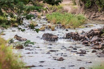 Wildebeest Herd Crossing a River in the African Wilderness, Grumeti River, Serengeti, Tanzania