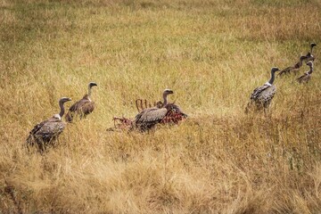 Vulture Near Carcass in Dry African Grass