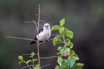 Obraz premium Small Wonder: Black-headed Batis Perched on a Twig