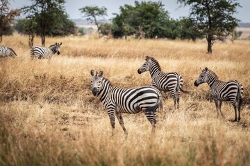 Small Herd of Zebras in Golden Dry Grass