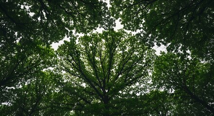 Fototapeta premium Low angle view of lush green tree canopy