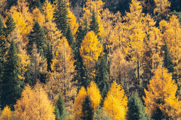autumn leaves on the ground