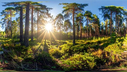 Sunlight Through the Forest Canopy - A Serene Woodland Scene.