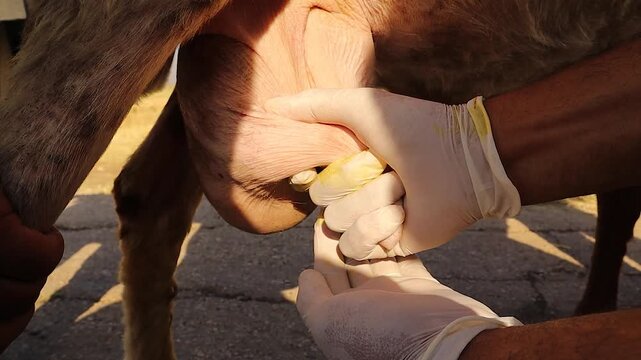 Field veterinarian examines a sheep&rsquo;s udder infection, showing thick yellow milk caused by pus resulting from Staphylococcus infection. Perfect for veterinary medicine, and livestock care visuals.