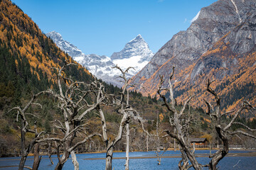 Dead Trees, Lake, and Snow-Capped Mountains