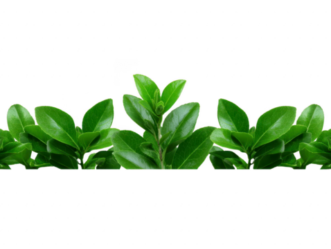 Green leaf border, fresh foliage, natural plant decoration, vibrant greenery, isolated on transparent background, perfect for eco design, spring or summer theme